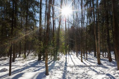 Kış orman. Güneşli havalarda