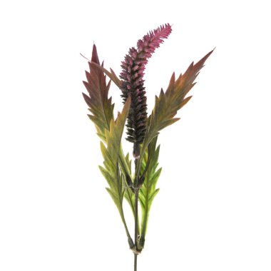 Beyaz arkaplanda izole edilmiş renkli yapay bitkiler 