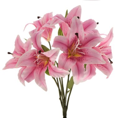 Beyaz arka planda izole edilmiş güzel zambak çiçekleri