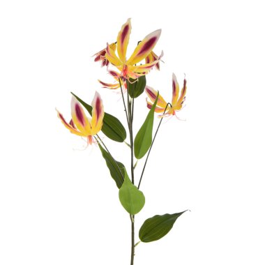 Beyaz arkaplanda izole edilmiş güzel çiçekler 