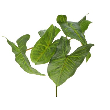 Beyaz arkaplanda izole edilmiş bir ağacın yeşil yaprakları