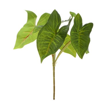 Beyaz arkaplanda izole edilmiş bir ağacın yeşil yaprakları