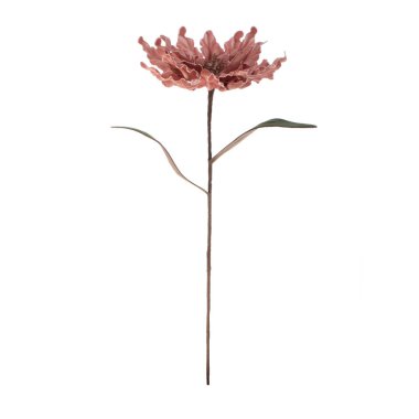 Beyaz arkaplanda izole edilmiş güzel çiçek 