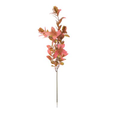 Beyaz arkaplanda izole edilmiş güzel çiçekler