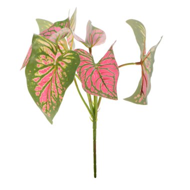 beyaz arkaplanda izole edilmiş pembe yapraklar