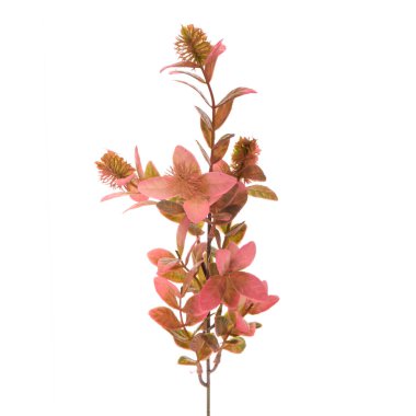 Beyaz arkaplanda izole edilmiş güzel çiçekler