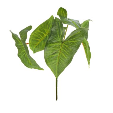 Beyaz arkaplanda izole edilmiş yeşil bitki yaprakları