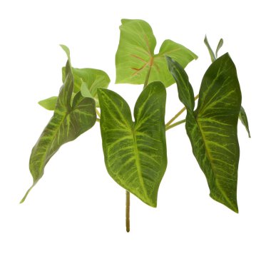 Beyaz arkaplanda izole edilmiş bir ağacın yeşil yaprakları