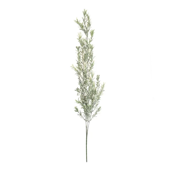 Plante Verte Isolée Sur Fond Blanc — Photo