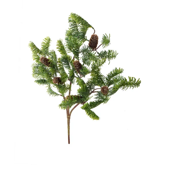 Fir Tree Branch Isolated White Background — Stock Photo, Image