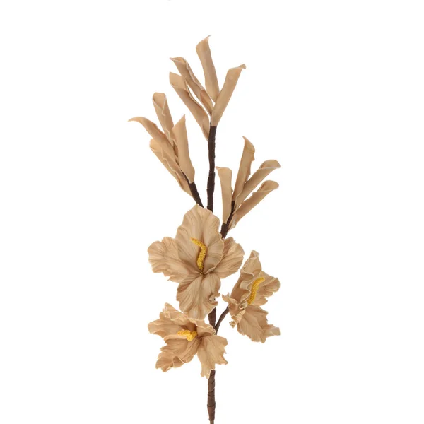 Vackra Blommor Isolerad Vit Bakgrund — Stockfoto