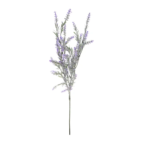 Lavendel Bloemen Geïsoleerd Witte Achtergrond — Stockfoto