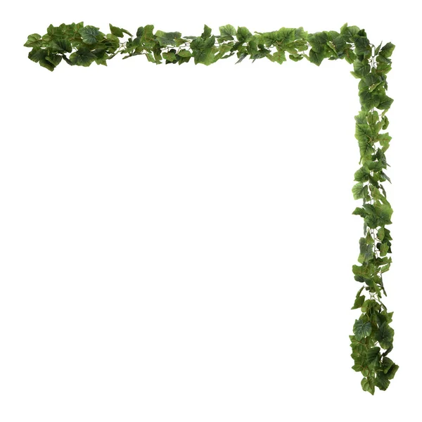 Beyaz arkaplanda yeşil sarmaşıktan izole edilmiş çerçeve
