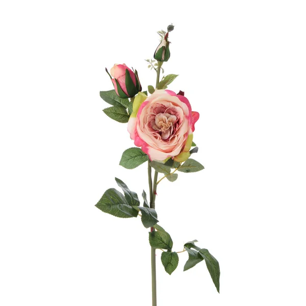 Pink Rose Geïsoleerd Witte Achtergrond Rechtenvrije Stockafbeeldingen