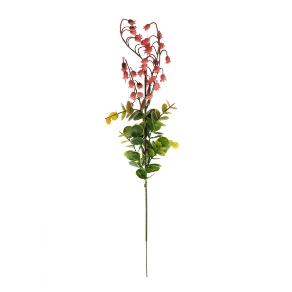 Гілка Барвистих Квітів Ізольована Білому Тлі Ліцензійні Стокові Зображення