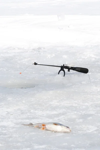 Il processo di cattura del pesce sul ghiaccio . — Foto Stock