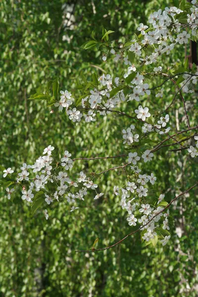 Blühende Kirschbäume. — Stockfoto