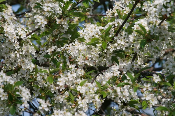 Flowering cherry trees. — Stock Photo, Image