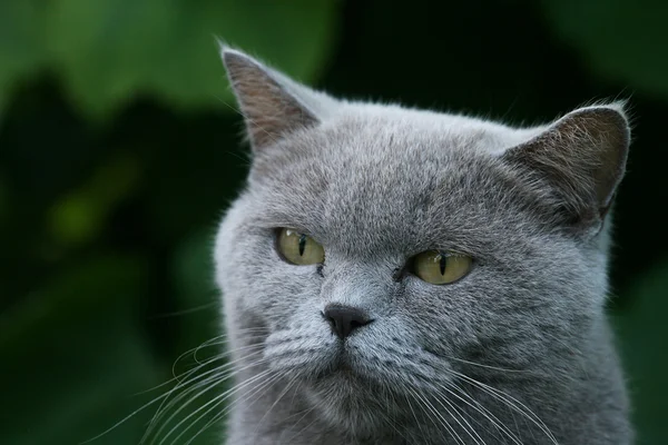 Ritratto di un gatto della razza britannica . — Foto Stock