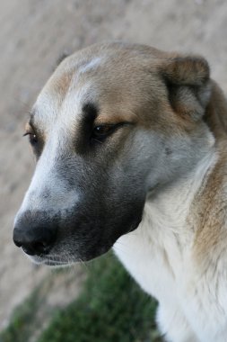 Alabai Orta Asya çoban köpeği.