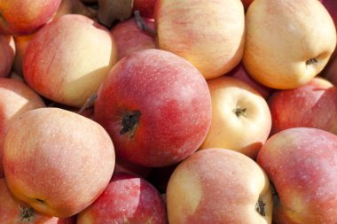 İştah açıcı kırmızı elmalar.