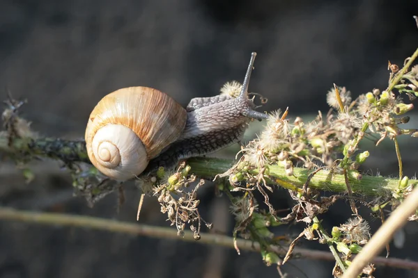 Trädgården snigel (Helix aspersa) — Stockfoto