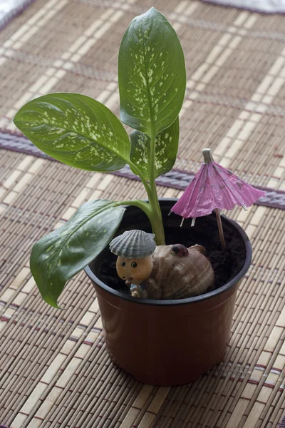 Flor de Dieffenbachia . — Fotografia de Stock