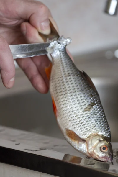 Membersihkan ikan pada sisik . — Stok Foto