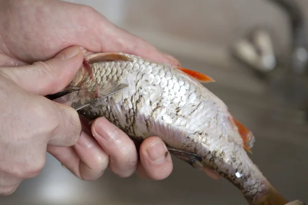 Membersihkan ikan pada sisik . — Stok Foto