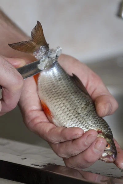 Pulizia del pesce sulla bilancia . — Foto Stock