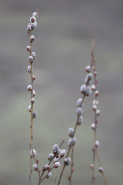 春のシーズンでかわいいオットセイと枝. — ストック写真