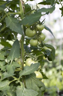 Genç yeşil domates.