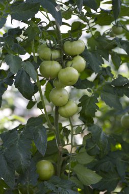 Genç yeşil domates.