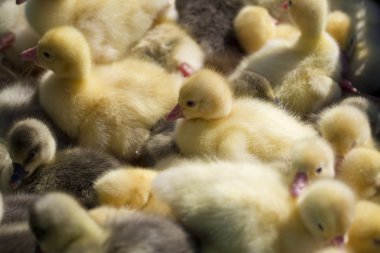 Küçük ördek yavrusu başına harcırah güneşin altında güneşlenmek.
