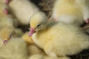 Küçük ördek yavrusu başına harcırah güneşin altında güneşlenmek.