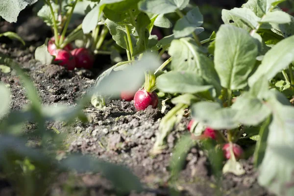 Radis ronds rouges poussant dans le jardin — Photo