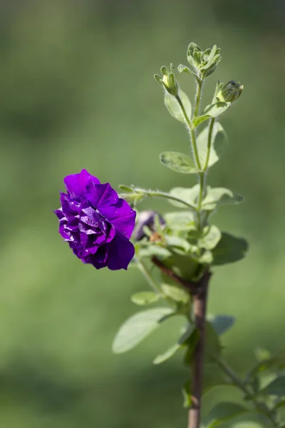 Flor de primavera púrpura. —  Fotos de Stock