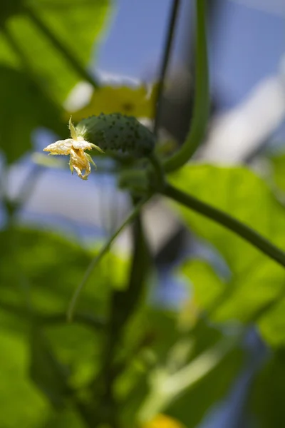 Odling av gurka i växthus. — Stockfoto