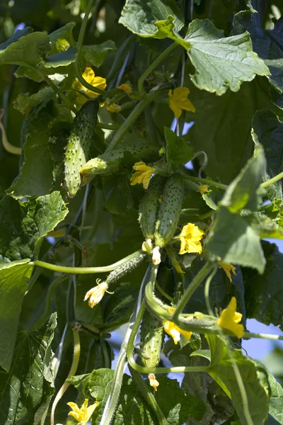 Odling av gurka i växthus. — Stockfoto