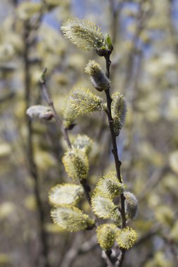 Arka plan bahar mühürler.