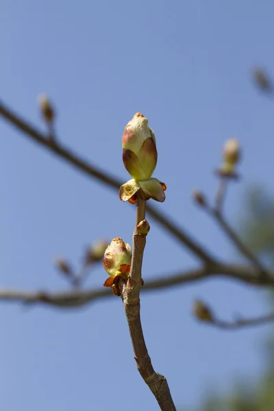 开放板栗特写的芽. — 图库照片