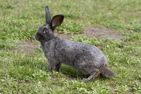 Graues Kaninchen auf dem Rasen des Frühlings bei den Vorbereitungen für den Sprung. — Stockfoto