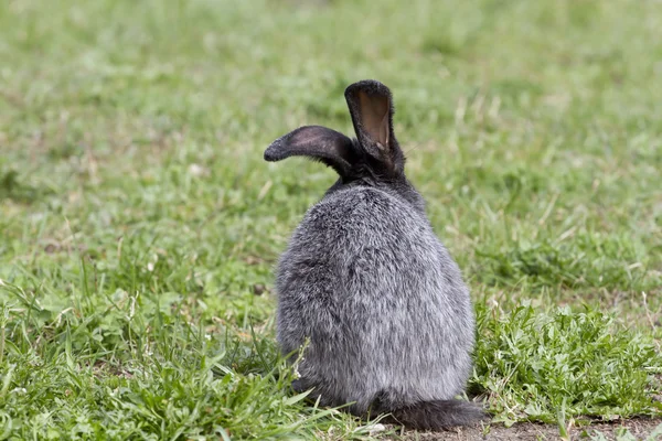 Graues Kaninchen auf dem Rasen des Frühlings bei den Vorbereitungen für den Sprung. — Stockfoto