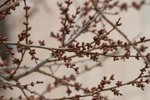 Die Knospen an den Zweigen der Aprikose frühlingshaft vor der Blüte. — Stockfoto