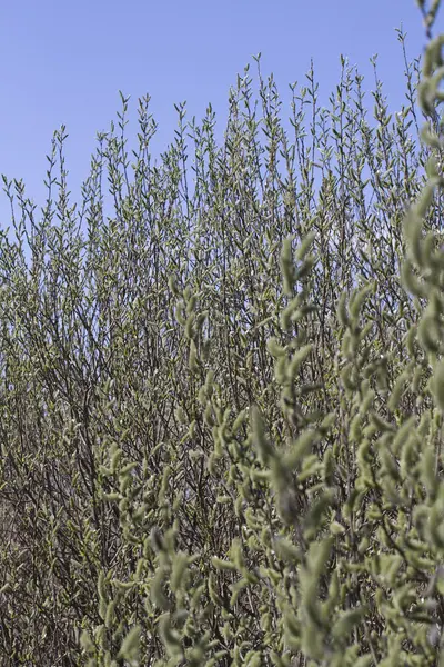 Fondo de los sellos de primavera . — Foto de Stock