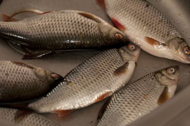 taze balık yakaladı.