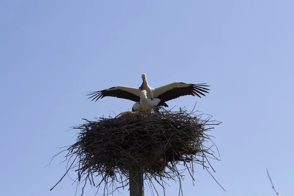 Saison d'accouplement paires de cigognes blanches dans le nid . — Photo