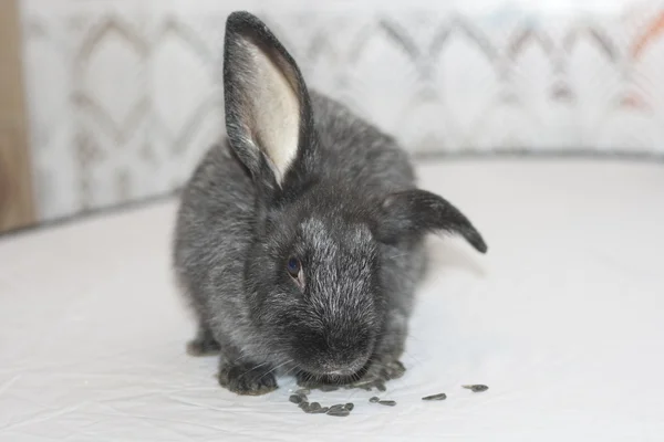 Adorabile coniglio mangiare semi di girasole . — Foto Stock