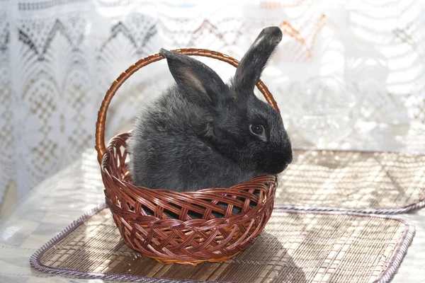 Kaninchen im Korb. — Stockfoto