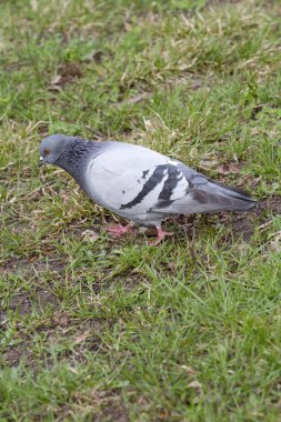 Güvercinler çimenlerin üzerinde otlatma.